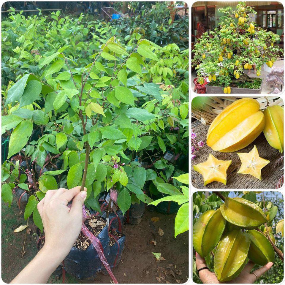 Cây giống khế ngọt b10 malaysia. .