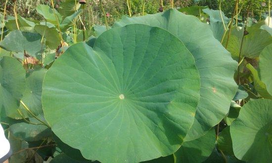 Trà lá sen thảo lộc 1túi x 1 kg có tặng quà
