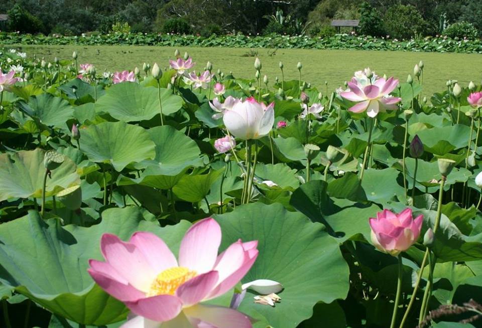 Hạt giống hoa sen ta quê hương - 10 hạt