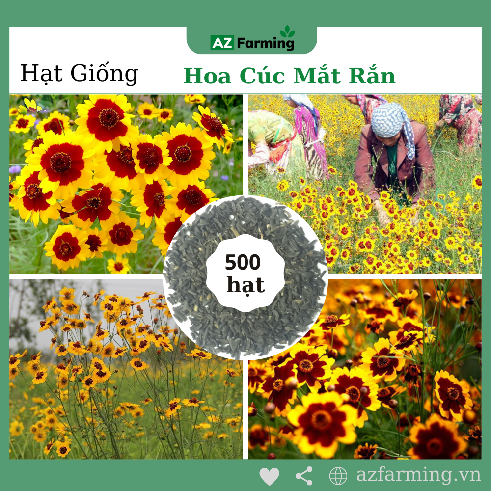 Hạt giống hoa cúc mắt rắn - gói 500 hạt - az farming