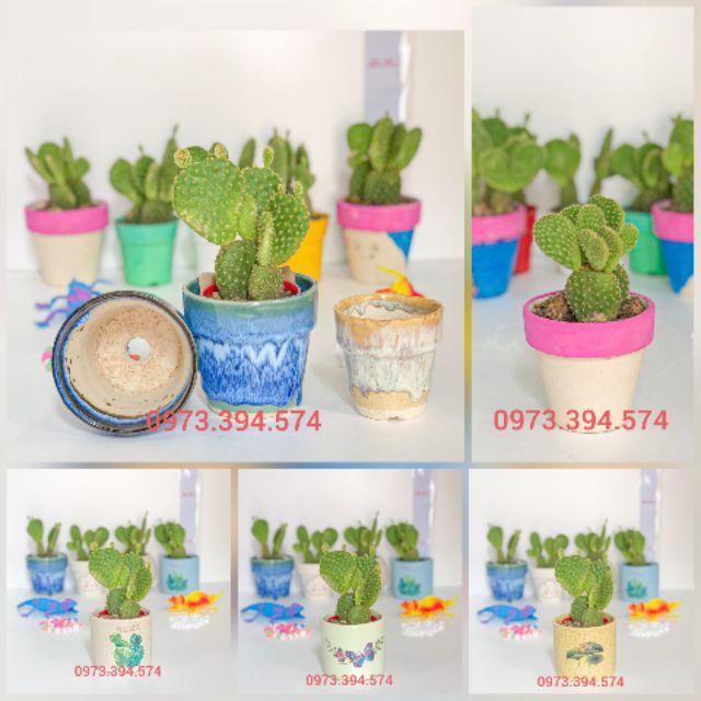 Xương rồng tai thỏ, cam kết hàng đúng mô tả, chất lượng đảm bảo an toàn đến sức khỏe người sử dụng