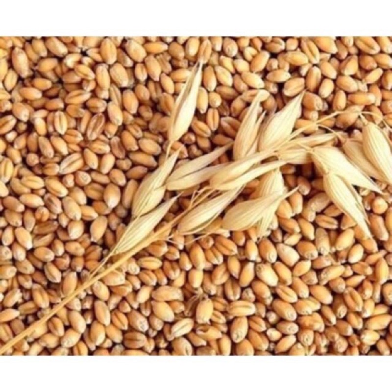 1kg Hạt mạch Úc