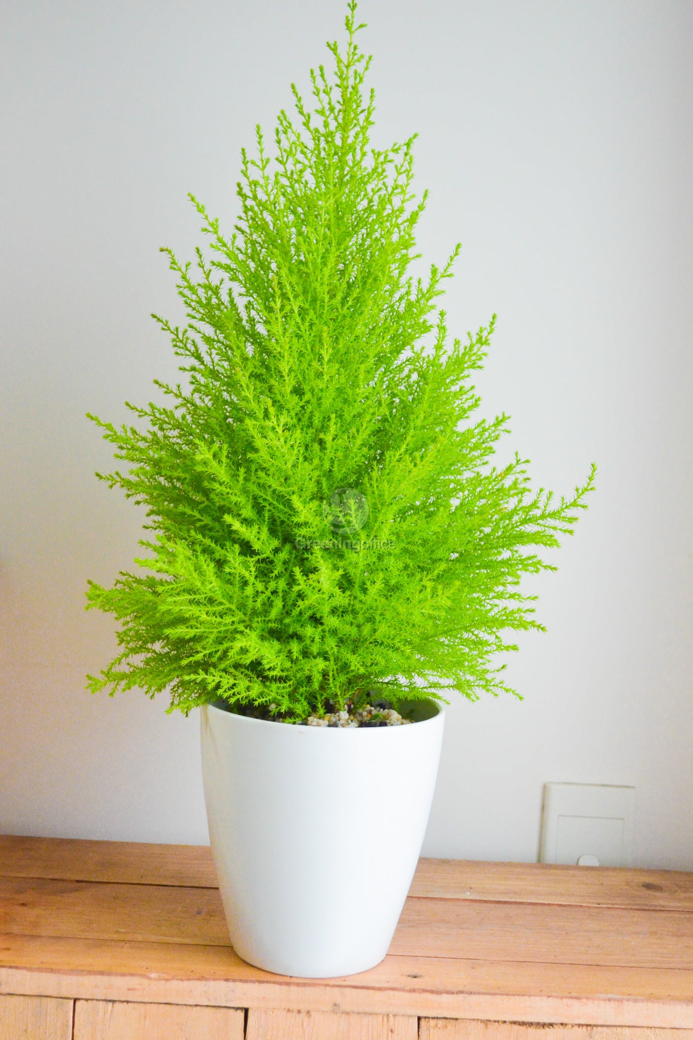 Chậu cây Tùng Thơm phong thủy và làm đẹp nhà cửa cho gia chủ - Summer Garden