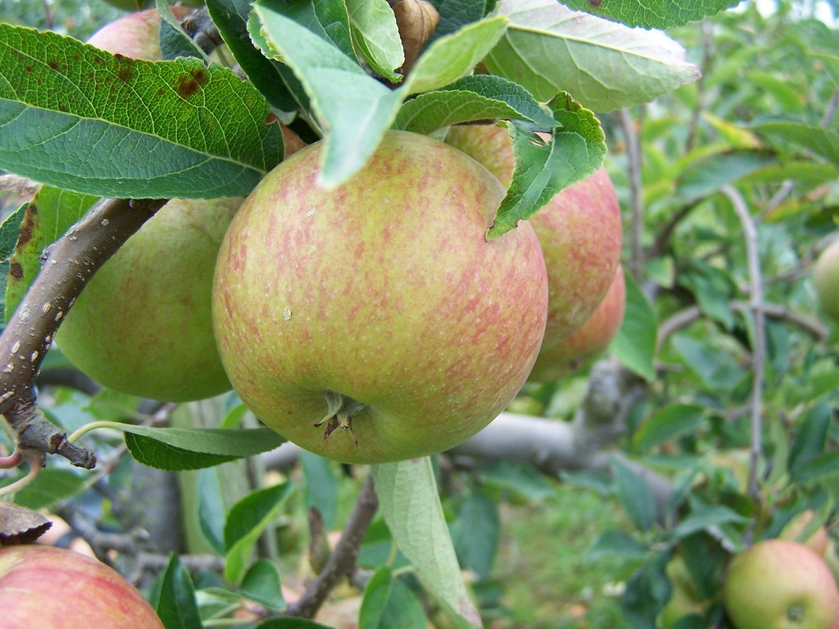 Cây giống táo đỏ, táo tây, cây bôm - Pomme