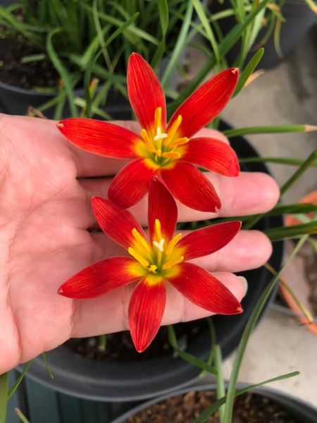 Củ huệ mưa đỏ Singapore slim , đỏ chót cánh nhọn,  giá niêm yết là giá 1 củ.