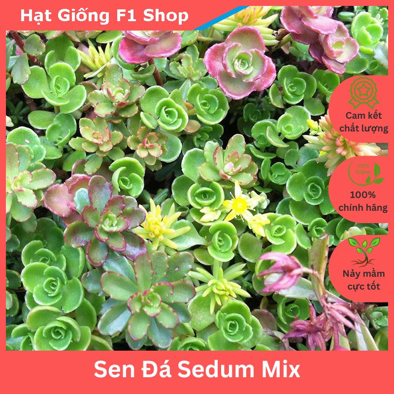 Hạt giống sen đá sedum mix chịu hạn