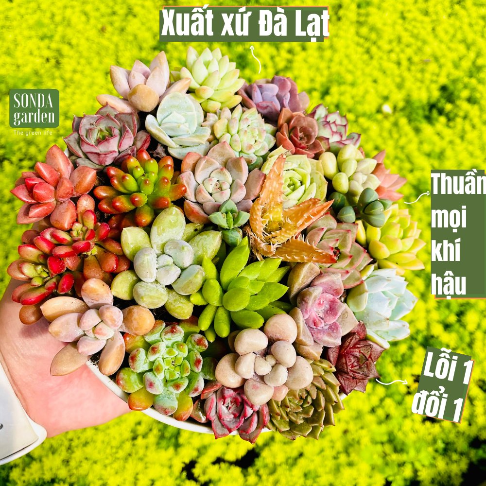 Combo 50 cây sen đá mini đà lạt lỗi 1 đổi 1 sen đá khỏe sen đá đẹp