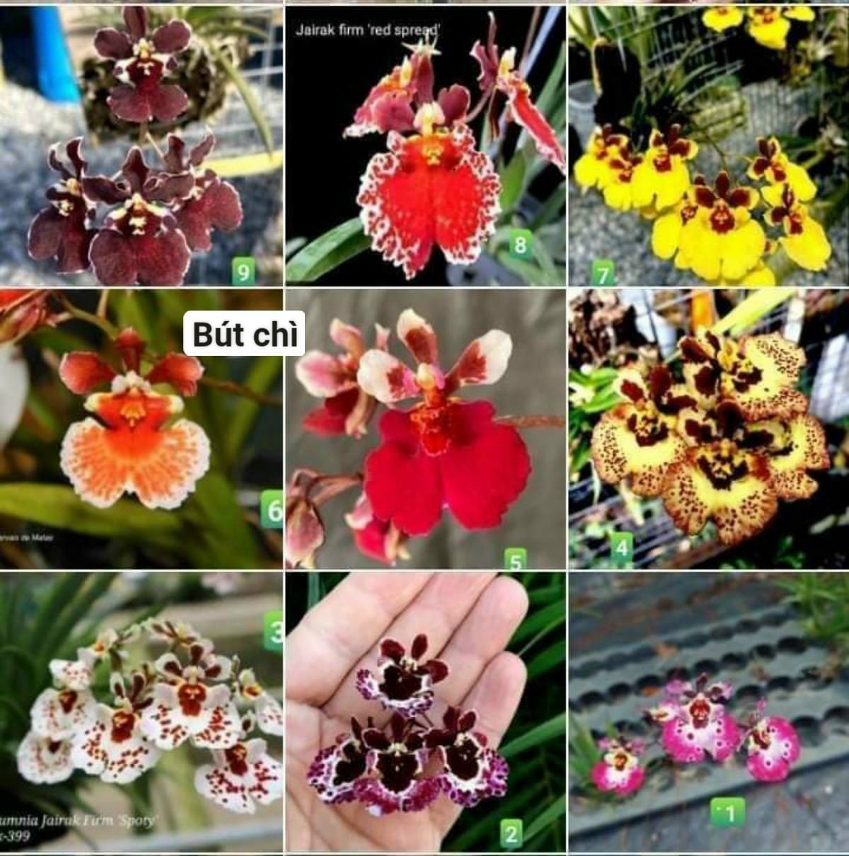 Hoa lan vũ nữ Bút chì hàng giống