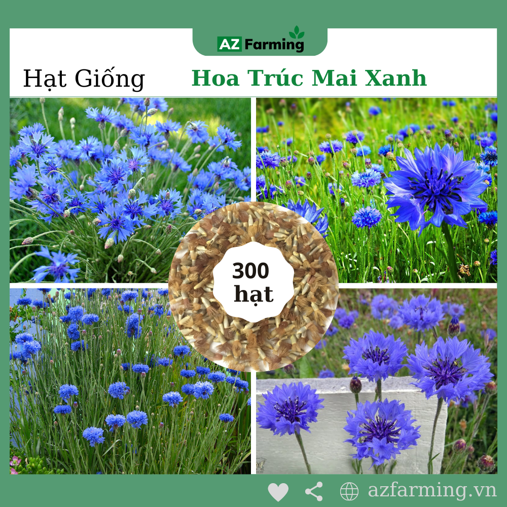 Hạt giống hoa trúc mai xanh - gói 300 hạt - az farming