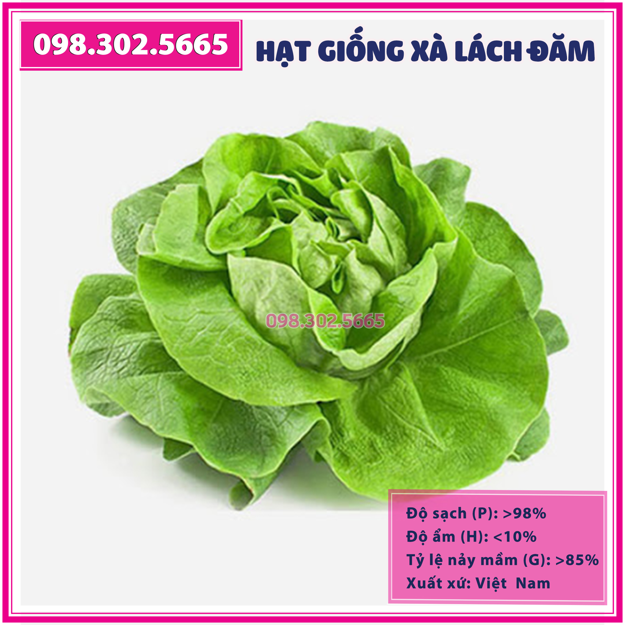 Hạt giống rau xà lách mỡ - xà lách đăm, hoa hồng - hạt dễ nảy mầm, năng suất cao
