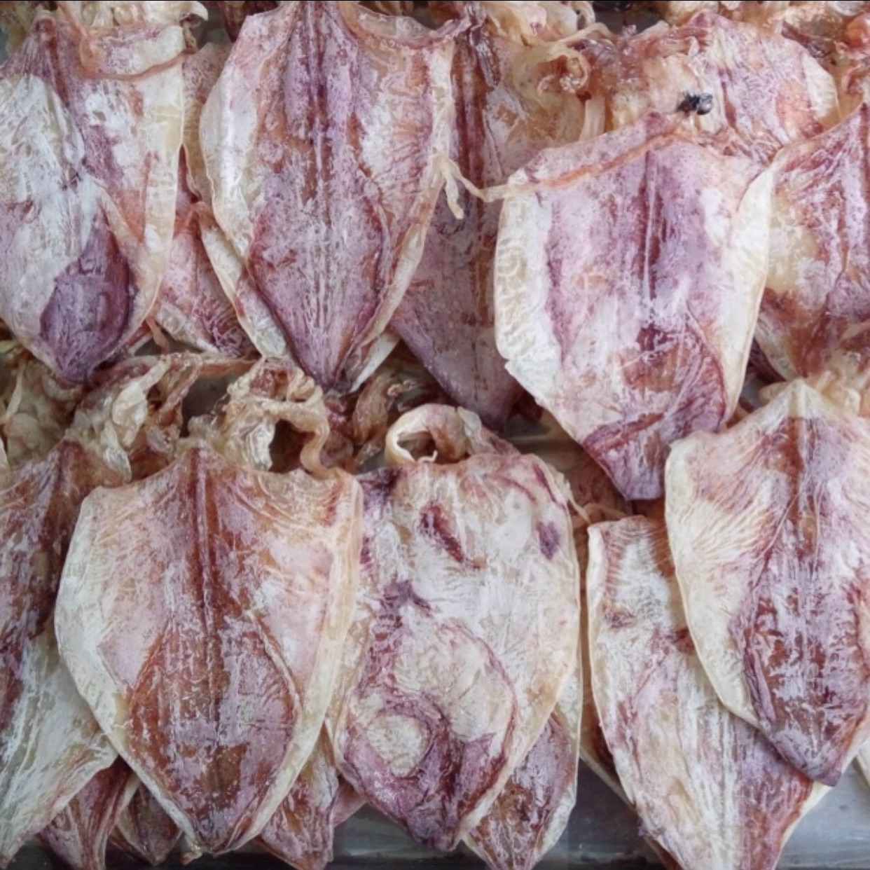 Mực khô mini 1kg