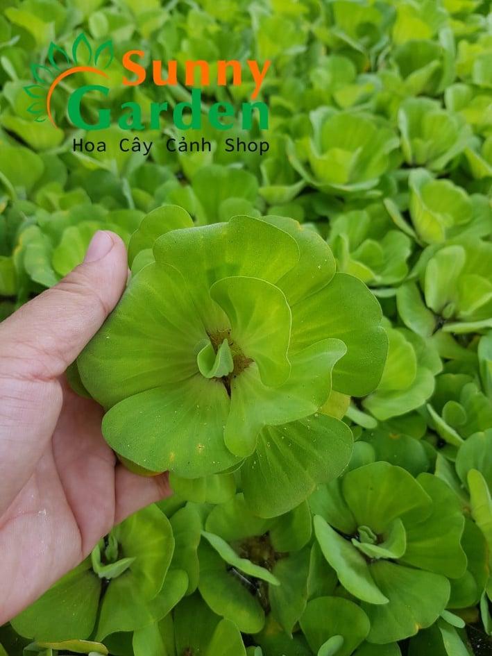 Bèo Tai Tượng Cho Bể Cá - Combo 5 Bông Loại Nhỏ - Cây Thủy Sinh Xanh Tốt Không Bị Úng