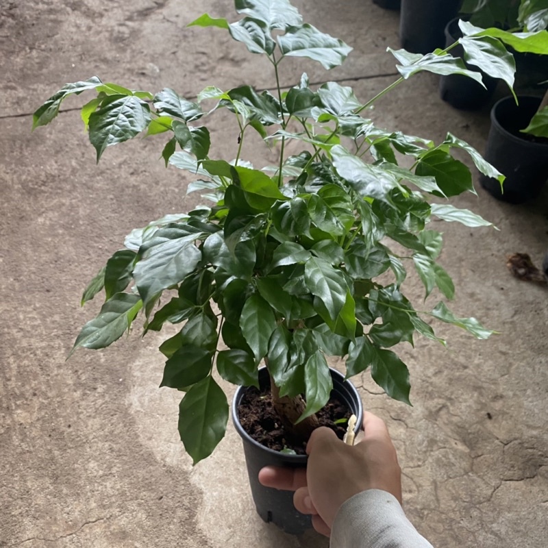 Cây hạnh phúc trồng phong thuỷ mini để bàn lá sum suê