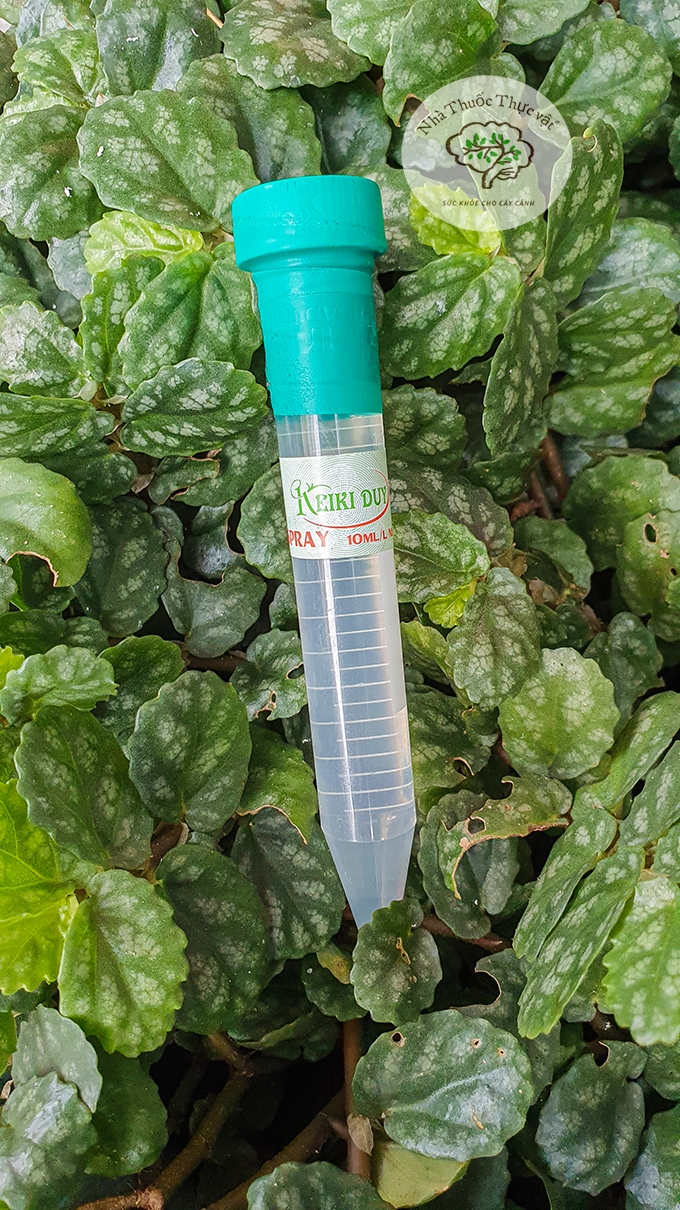 Keiki Duy Spray Xanh - Kích mầm kích chồi hoa lan 10ml