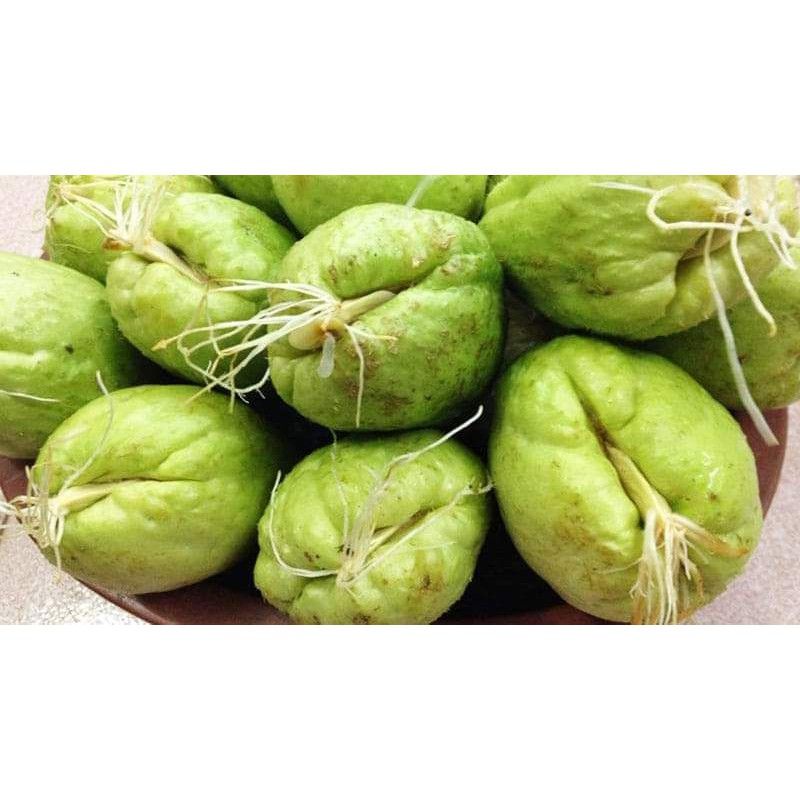 Su su giống 2 quả