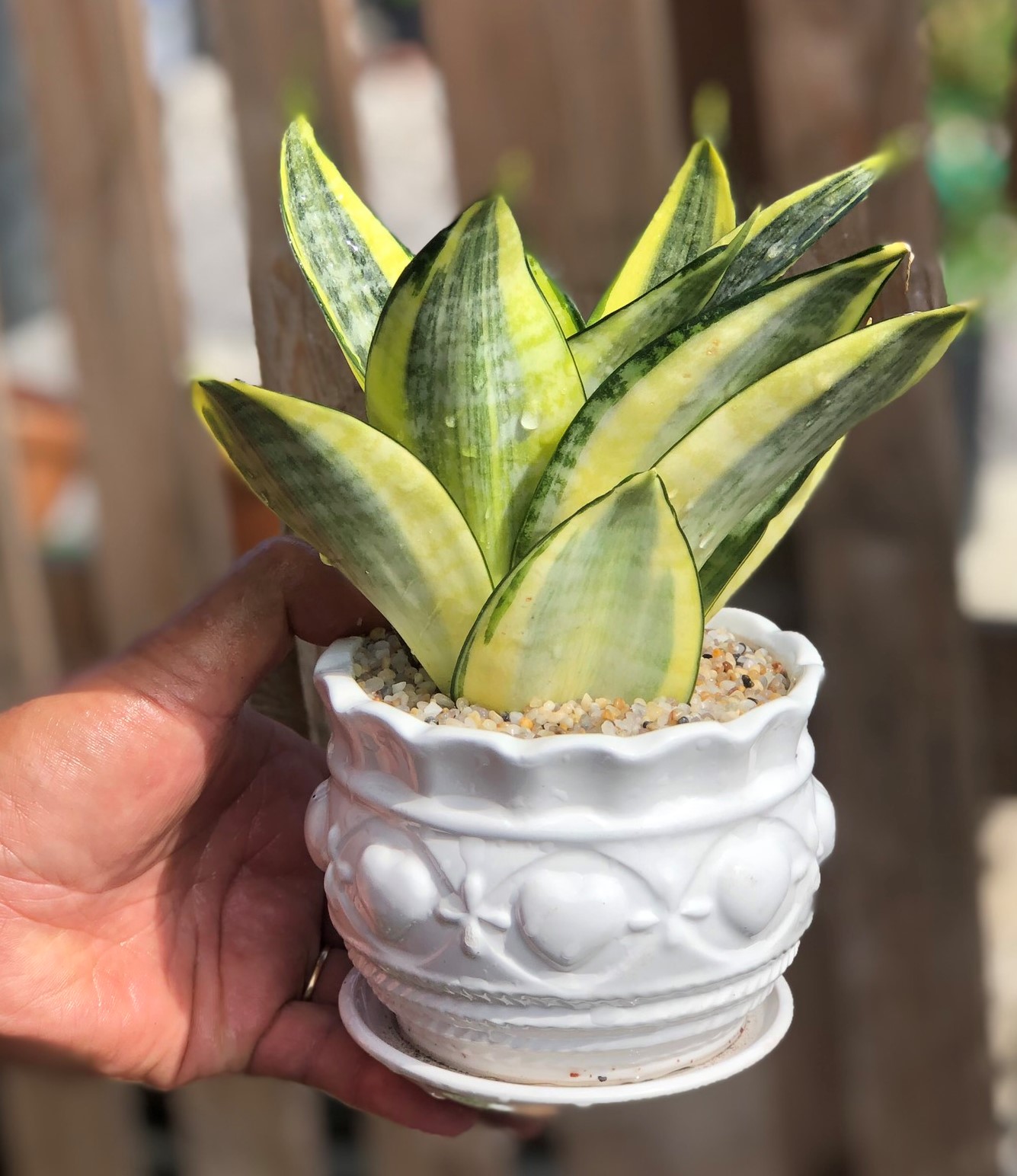 Chậu sứ cây lưỡi hổ Thái vàng để bàn