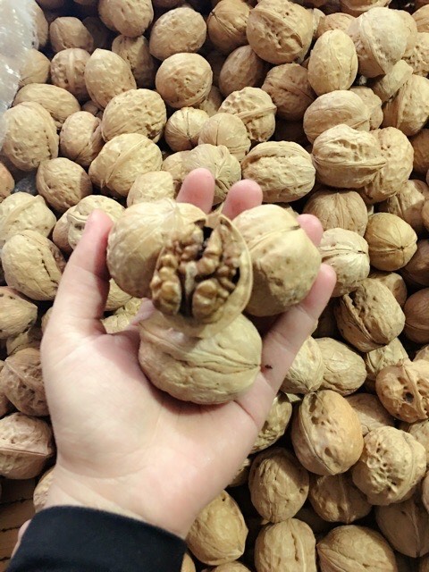 COMBO 1.5KG QUẢ ÓC CHÓ SAPA RẤT TỐT CHO MẸ BẦU