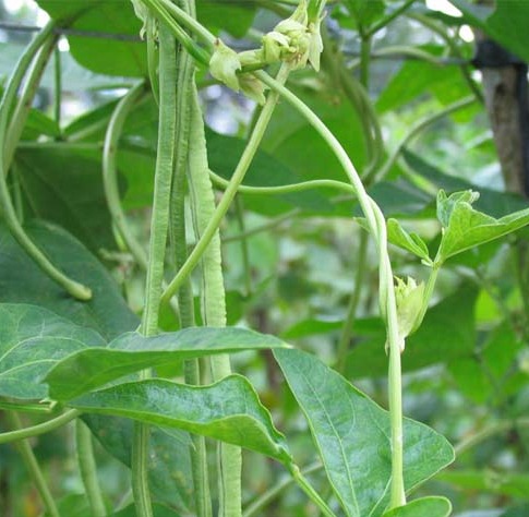 Hạt giống đậu đũa đài loan hạt trắng Thuận Điền