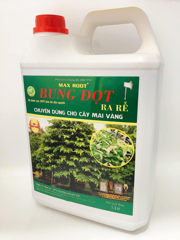 BUNG ĐỌT RA RỄ CHUYÊN MAI VÀNG