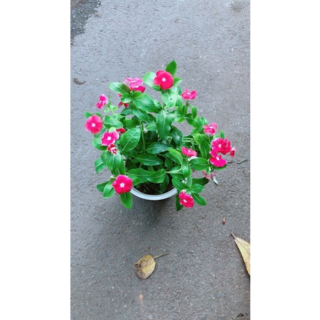 Chậu hoa dừa cạn