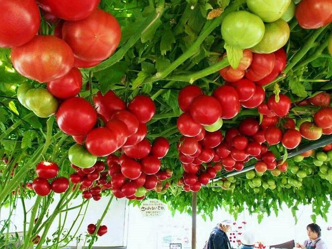 [GIÁ GỐC] Hạt giống cà chua giàn bạch tuộc siêu quả gói 20 hạt