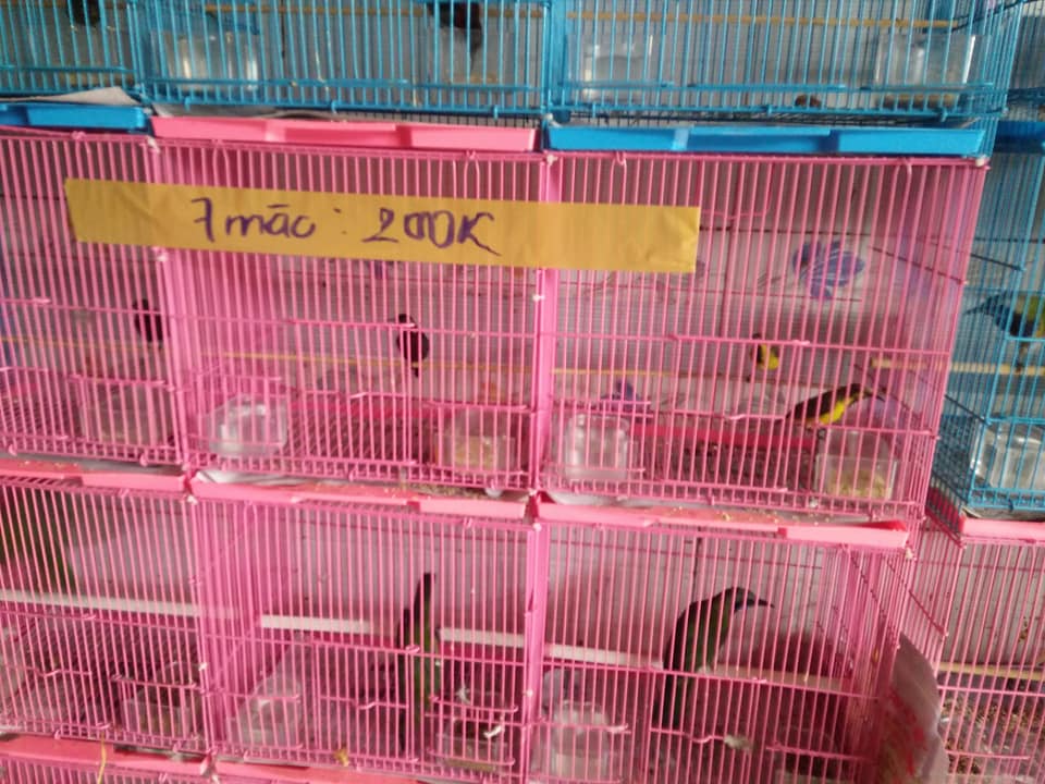 Lồng màu mini nuôi chim nhỏ ( giao màu ngẩu nhiên )