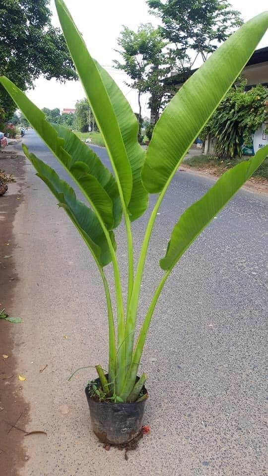 cây chuối xẻ quạt cảnh (chuối cảnh thân gỗ)