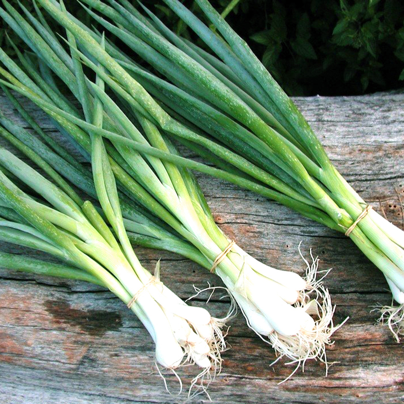 Hạt Giống Hành Lá Gốc Trắng Cao Sản
