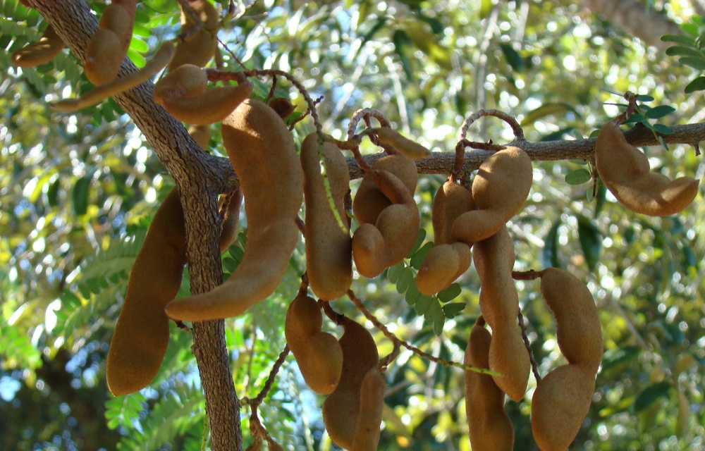 cây giống me ngọt thái lan - FREE SHIP TỪ 50K