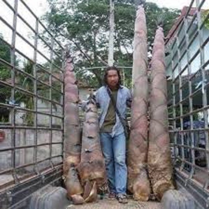 Cây măng tre khổng lồ Thái Lan, cây giống to khỏe
