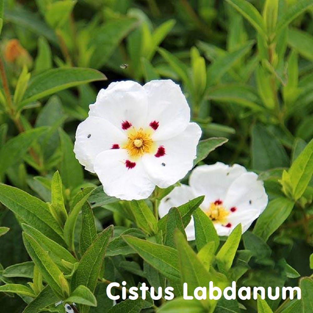 Tinh dầu hoa Labdanum Cistus Essential Oil