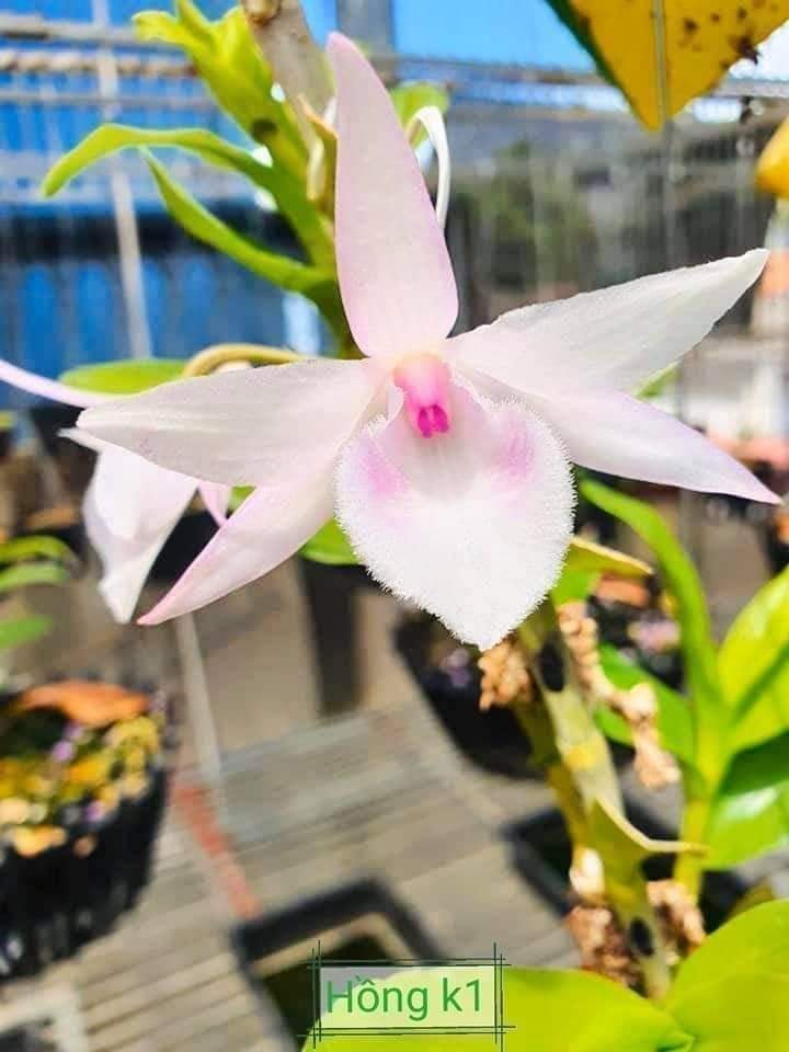 Phi điệp Hồng K1 cây năm hai chậu to trưởng thành