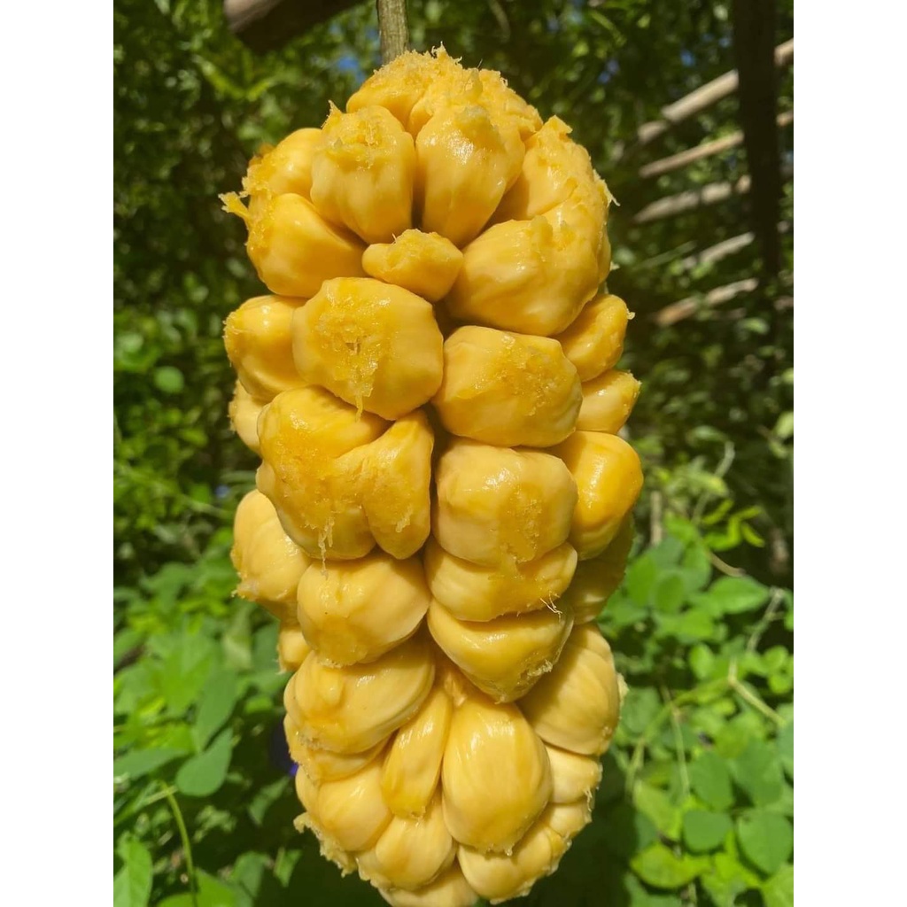 Cây giống mít tố nữa ghép