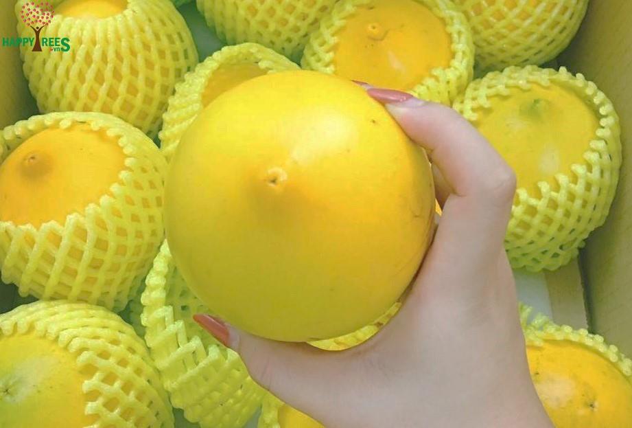 cây vú sữa hoàng kim hàng đẹp