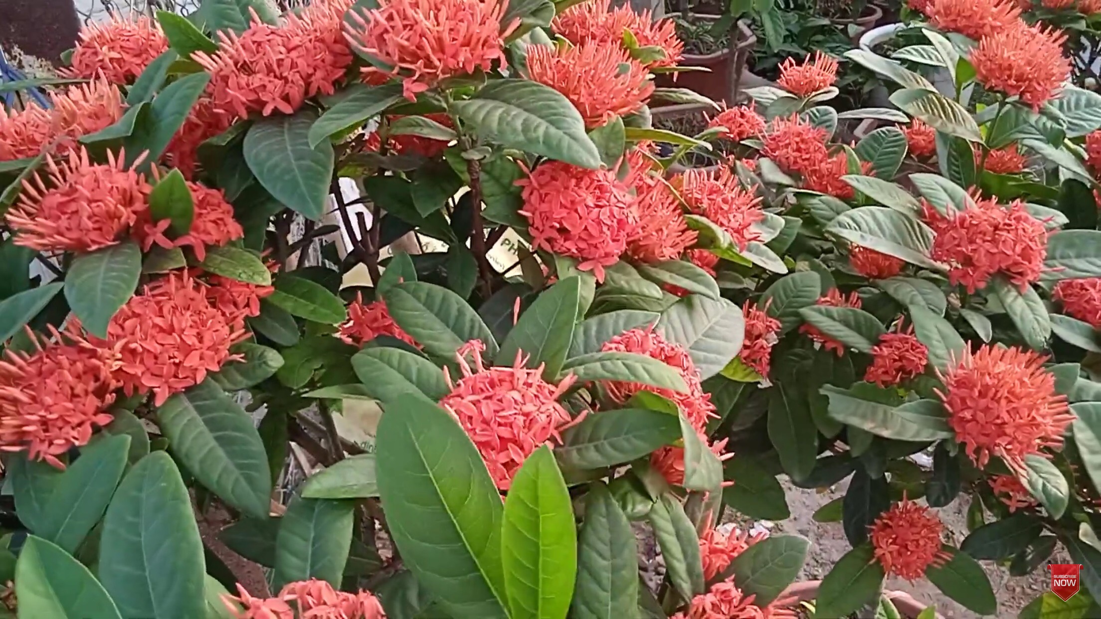 Cây hoa mẫu đơn/ bông trang, cây cao khoảng 70-80cm (nhiều loại) (chưa giao các tỉnh thành miền nam)