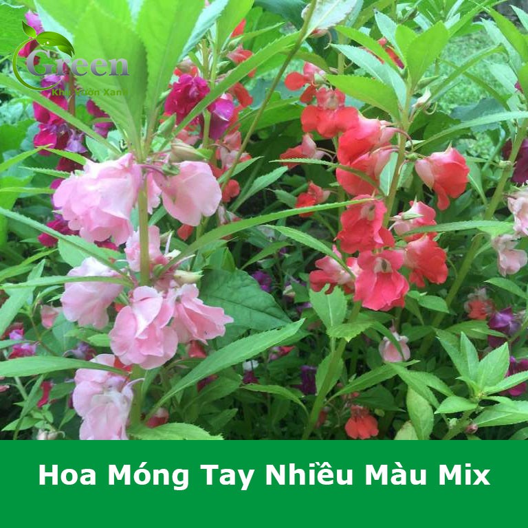 Gói 50 hạt giống hoa móng tay nhiều màu