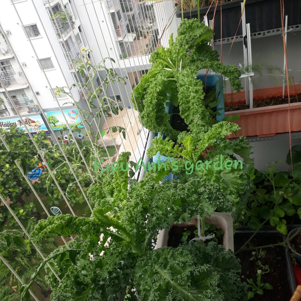 Hạt giống Cải xoăn KALE đóng gói 2gr