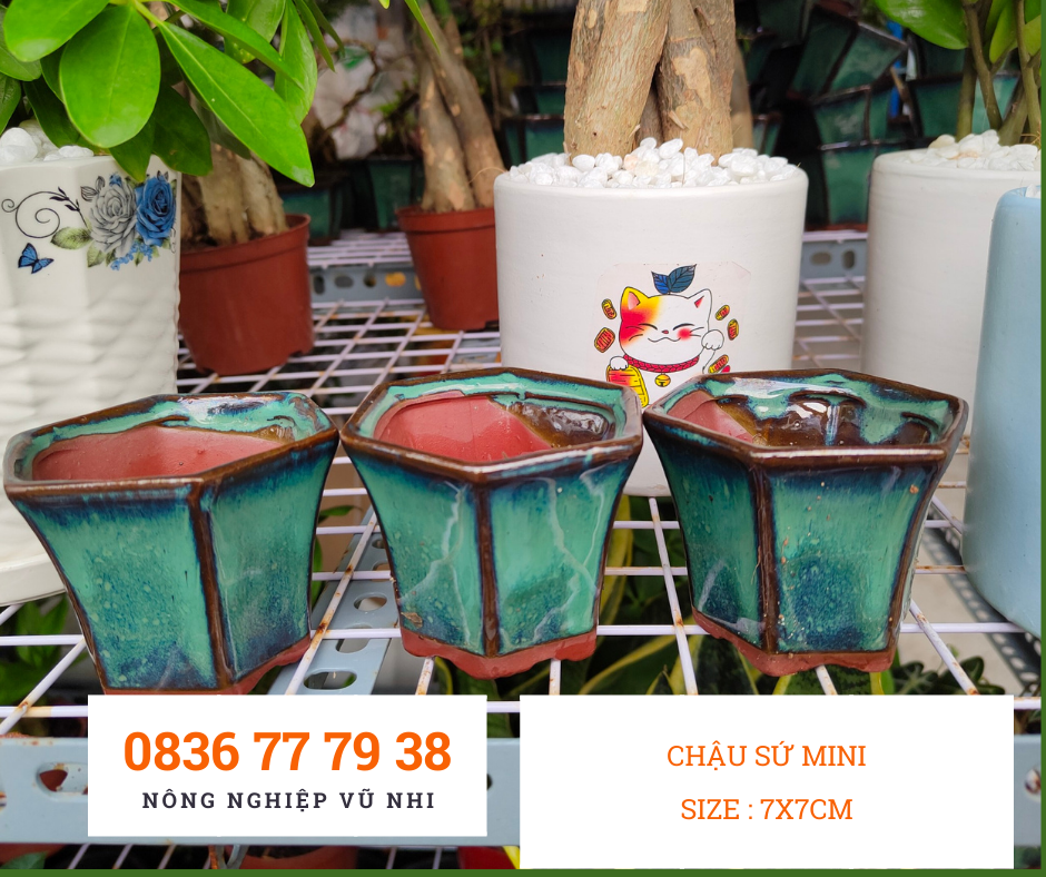 Chậu sứ mini trồng cây cảnh, sen đá, bonsai - hatgiong24h