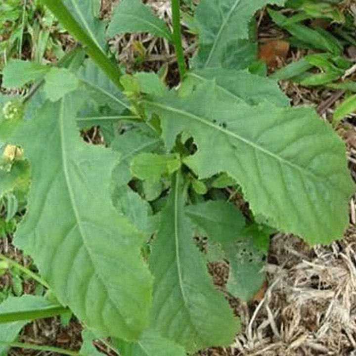 cây cải trời khô 1kg