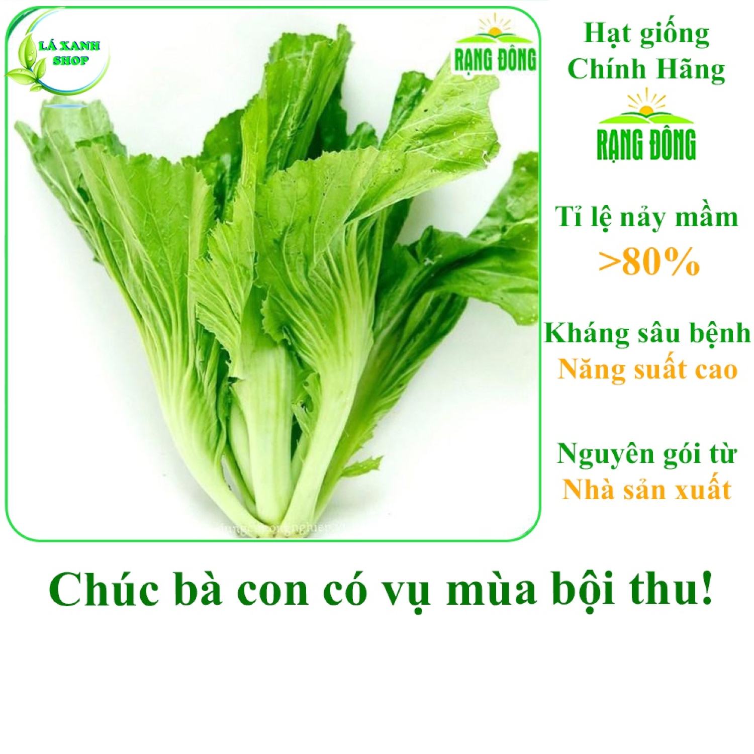 Hạt giống cải bẹ dưa cao sản, sinh trưởng mạnh, trồng quanh năm - hạt giống rạng đông