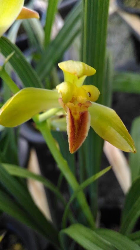 Chậu ĐỊA LAN  CỌP ĐẦU ĐỎ  -  ĐỊA LAN TRUNG QUỐC - CHẬU TO mặt hoa cực đẹp, cực hiếm - CÂY Y HÌNH