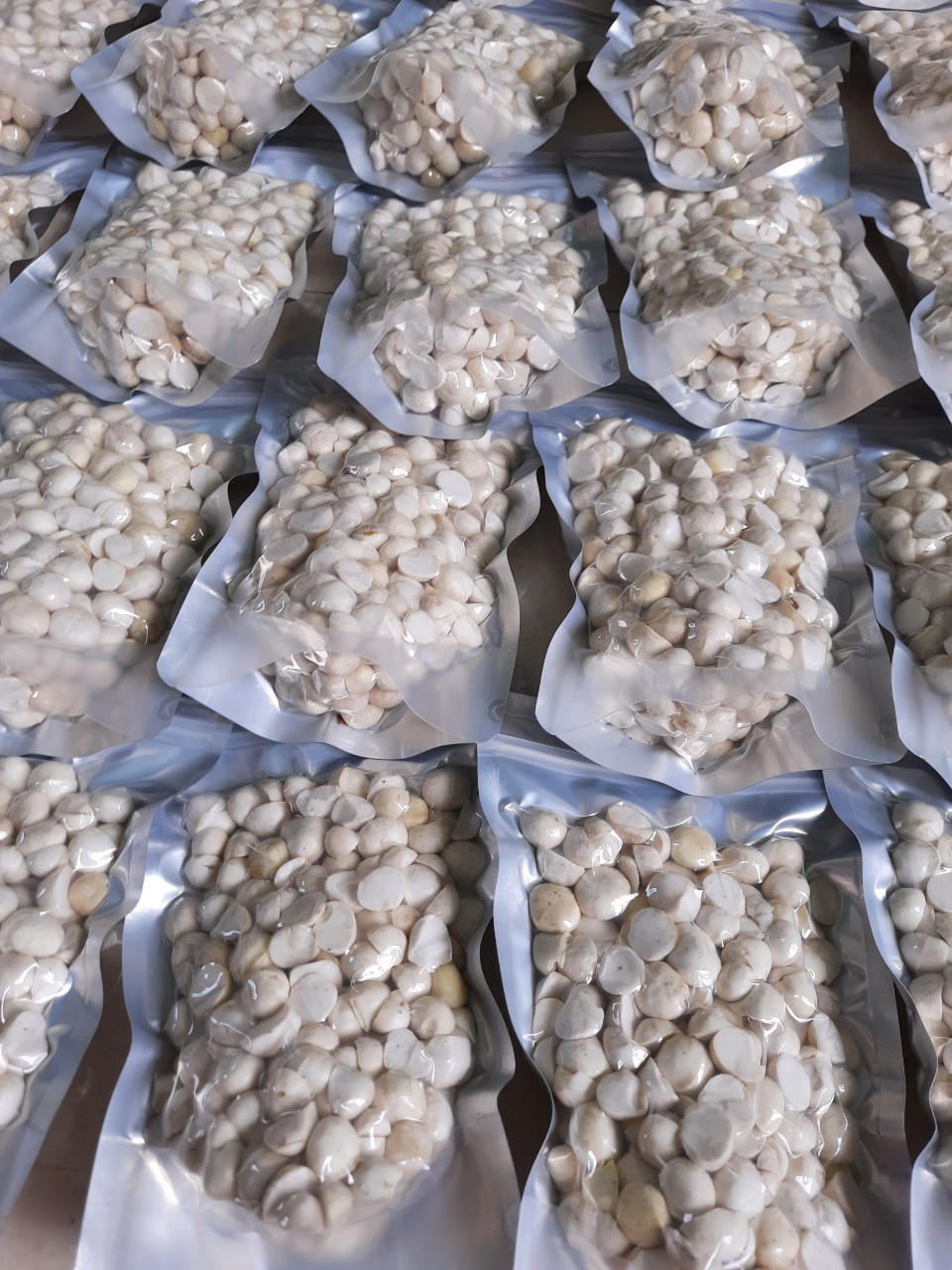 500g nhân macca sạch dak lak cao cấp đã sấy