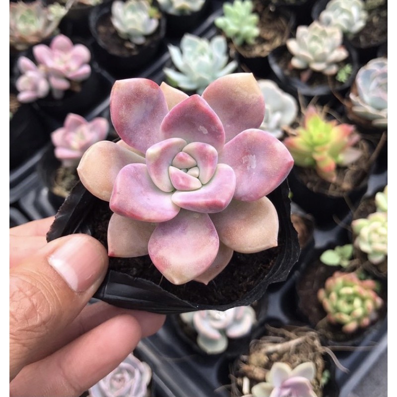 Sen Đá Hồng Mập