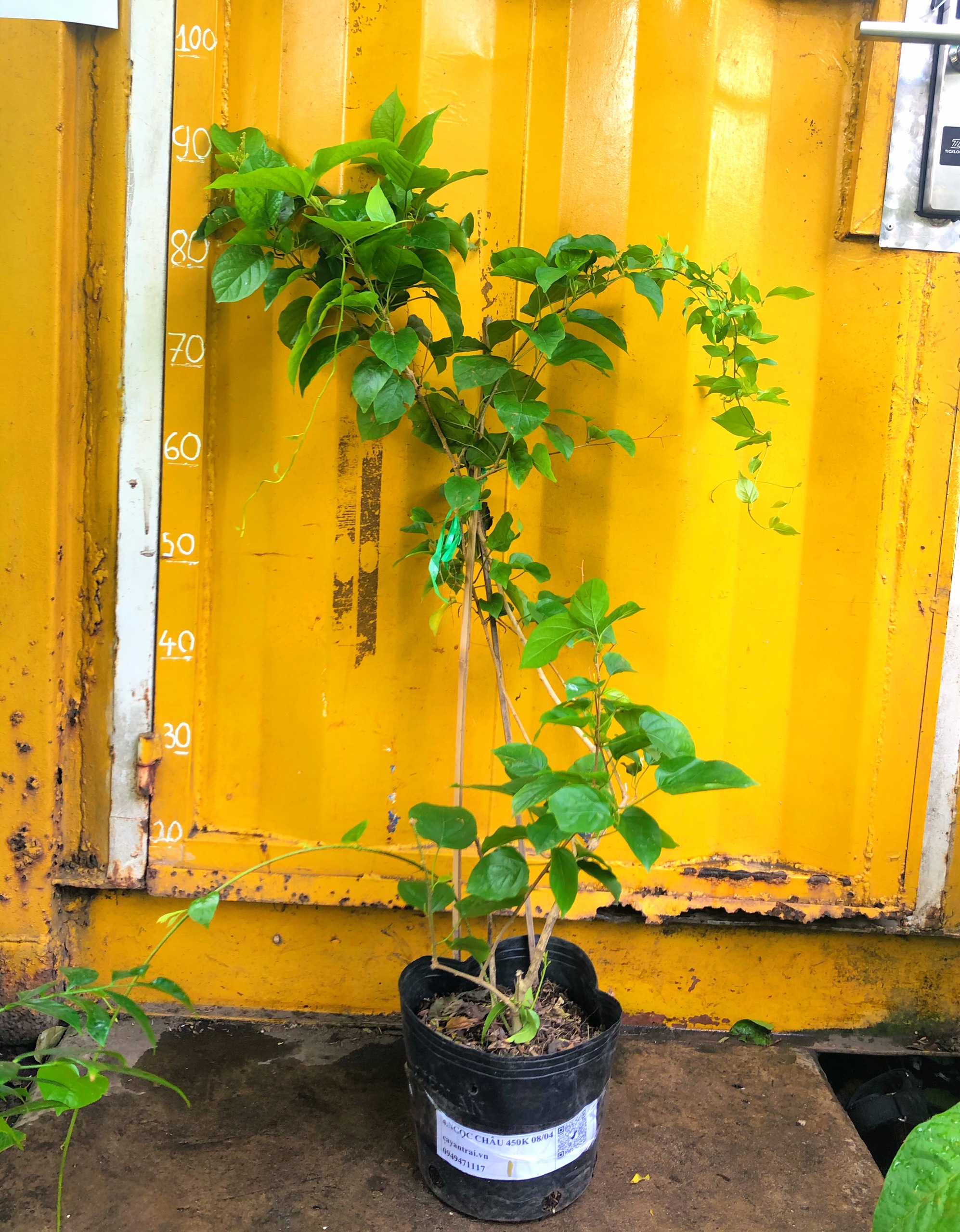 Cây Đinh Hương Nhật Bản (Ngọc Châu)