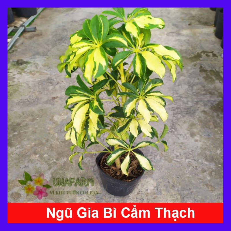 Cây Ngũ Gia Bì Cẩm Thạch - Cây đuổi muỗi - cây cảnh mini - cây cảnh để bàn - caykiengsadec