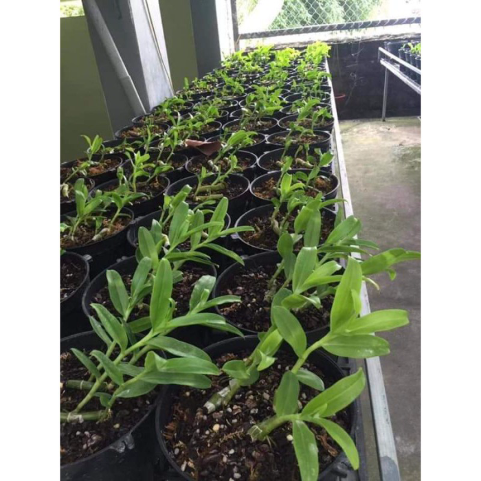 Lan phi điệp 5 cánh trắng HO ươm kie