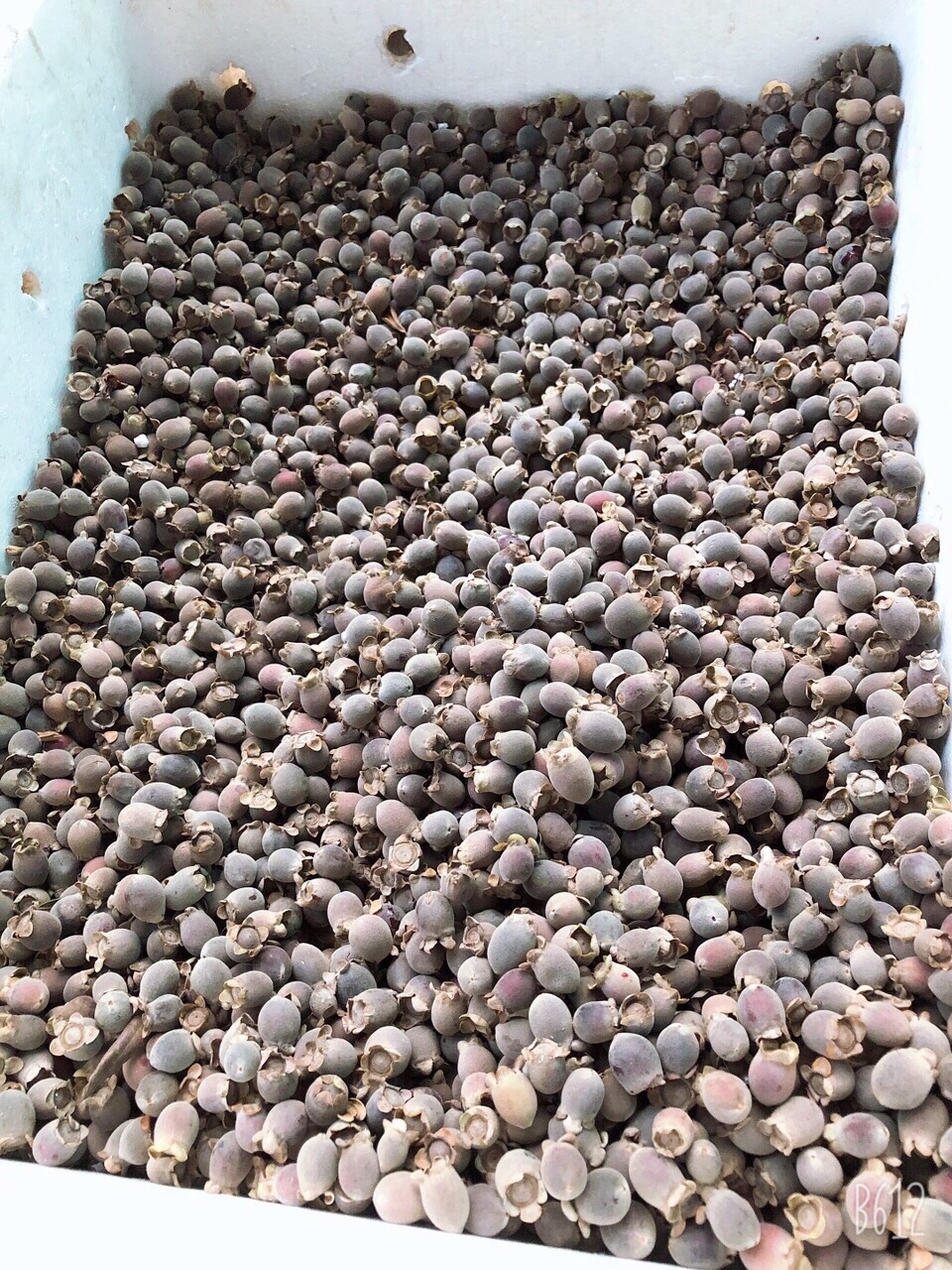 Siim rừng sấy khô NGÂM RƯỢU loại chọn vip 1kg