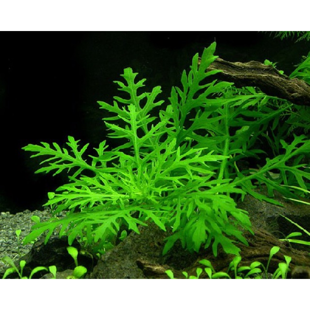 Thủy Cúc Thủy Sinh