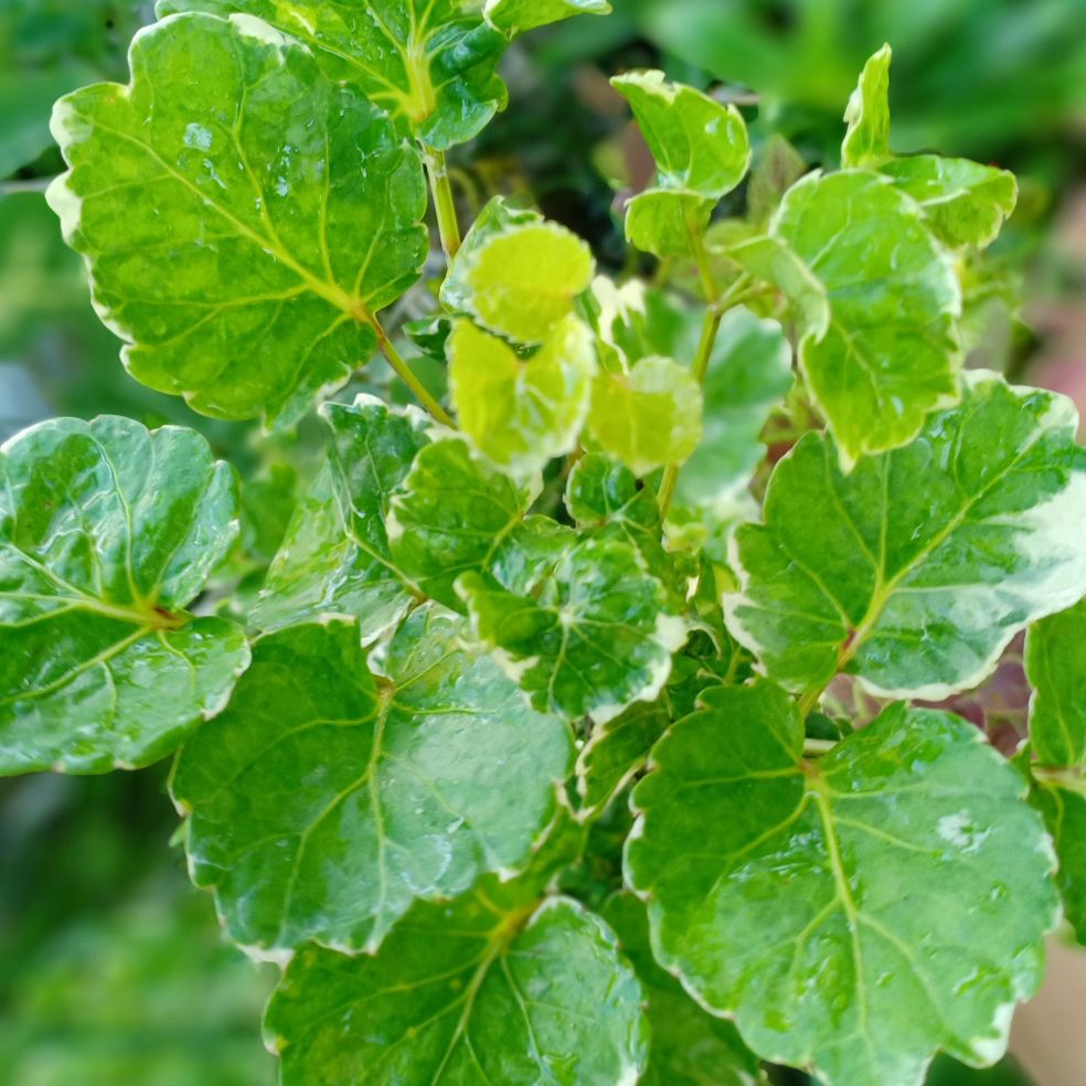 đinh lăng đồng tiền