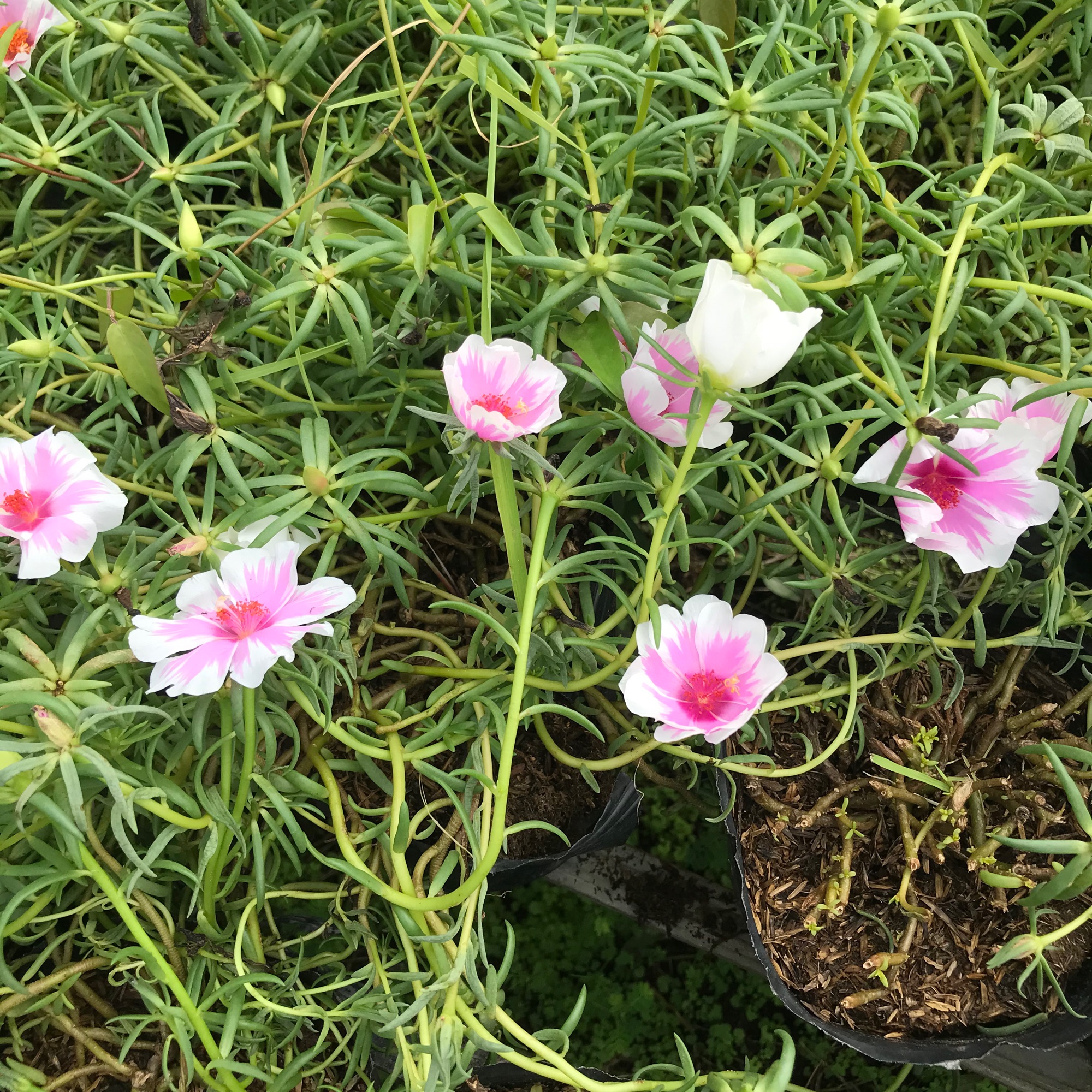 Hoa mười giờ Mỹ + tặng phân bón-thích màu nào nhắn tin chủ shop nhé